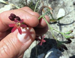 Codonorhiza micrantha