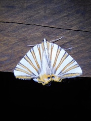 Pityeja histrionaria