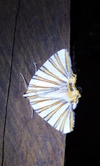 Pityeja histrionaria