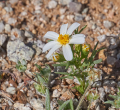 Thymophylla concinna
