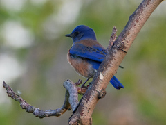 Sialia mexicana