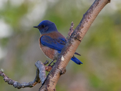 Sialia mexicana