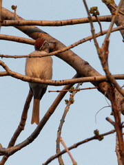 Spizella passerina