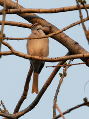 Spizella passerina
