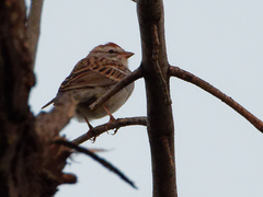 Spizella passerina