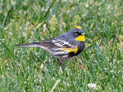 Setophaga coronata