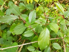 Rhamnus nakaharai