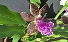 Zygopetalum