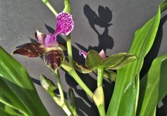 Zygopetalum