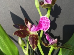 Zygopetalum
