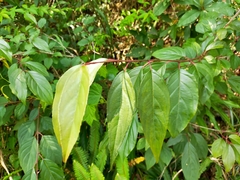Rhamnus nakaharai
