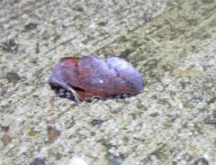 Phyllodesma occidentis