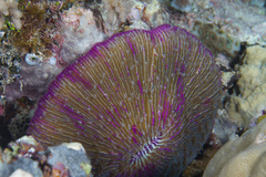 Fungia fungites