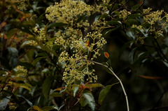 Urceola micrantha