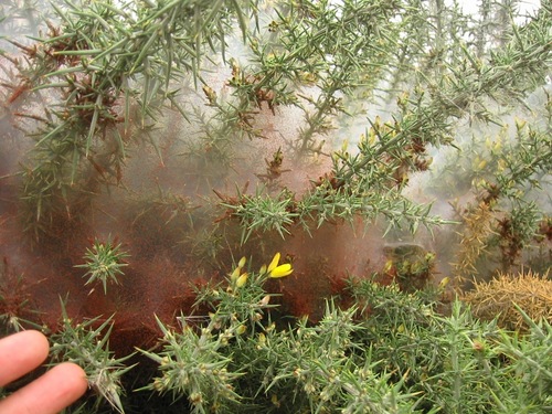 Gorse Spider Mite