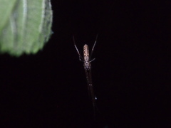 Tetragnatha ceylonica