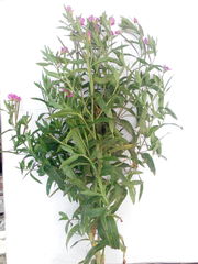 Epilobium hirsutum