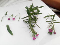 Epilobium hirsutum