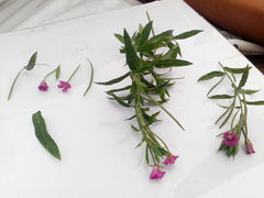 Epilobium hirsutum