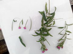 Epilobium hirsutum