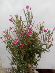 Epilobium hirsutum