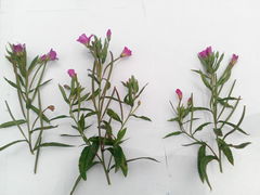 Epilobium hirsutum