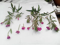 Epilobium hirsutum