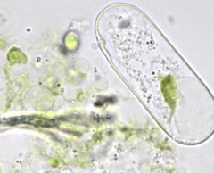 Cylindrocystis