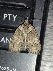 Hydriomena transfigurata