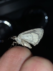 Hydriomena transfigurata