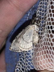 Hydriomena transfigurata