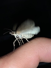 Hydriomena transfigurata
