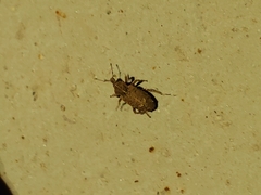 Listroderes difficilis