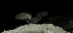 Hydrobates pelagicus