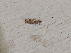 Pseudexentera spoliana