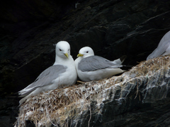 Rissa tridactyla tridactyla