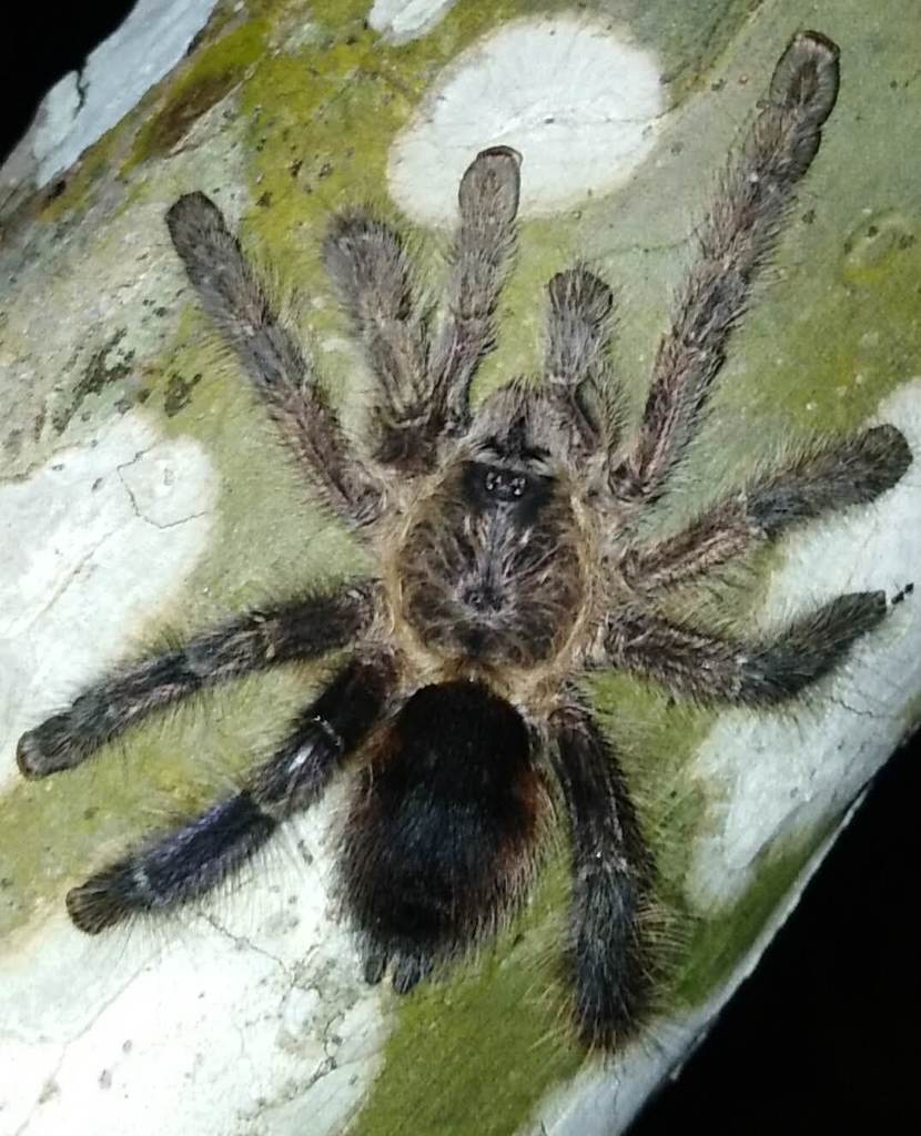 Pinktoe Tarantulas