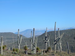 Cephalocereus macrocephalus