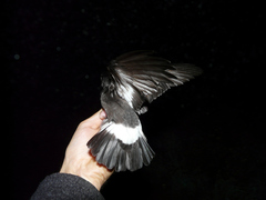 Hydrobates pelagicus