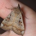 Slender Owlet Moth - Photo (c) Jon Sullivan, some rights reserved (CC BY)