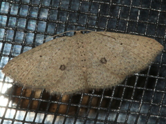 Poecilasthena anthodes