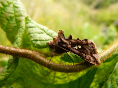 Autographa pulchrina