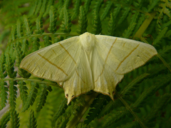 Ourapteryx sambucaria