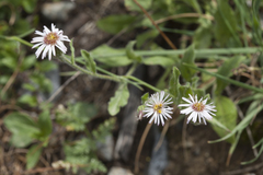 Psychrogeton pseuderigeron
