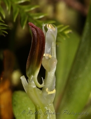 Pterostylis humilis