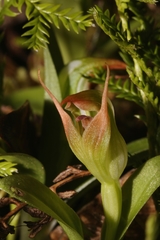 Pterostylis humilis