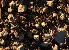 Iridomyrmex purpureus