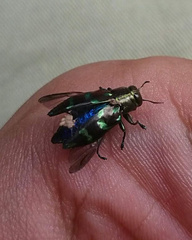 Chrysobothris viridiimpressa