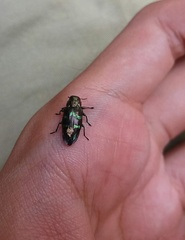 Chrysobothris viridiimpressa