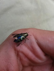 Chrysobothris viridiimpressa